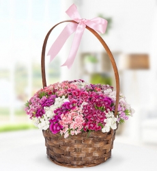 Hüsnüyusuf Çiçeği Sepeti Sepet içinde renkli hüsnüyusuf çiçekleri ile hazırlanmıştır.
