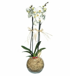 Cam Fanusta 2 Dal Beyaz Orkide Çiçeği