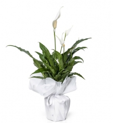 Beyaz Spatifilyum (Barış Çiçeği) Saksıda Canlı Bitki