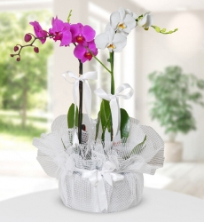 Mor ve Beyaz Orkide Saksı içerisinde 60 cm yüksekliğinde mor orkide ve beyaz orkide ile hazırlanmıştır.